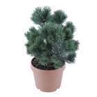 Pinus sylvestris Watereri : H 55/65 cm : ctr 15 L